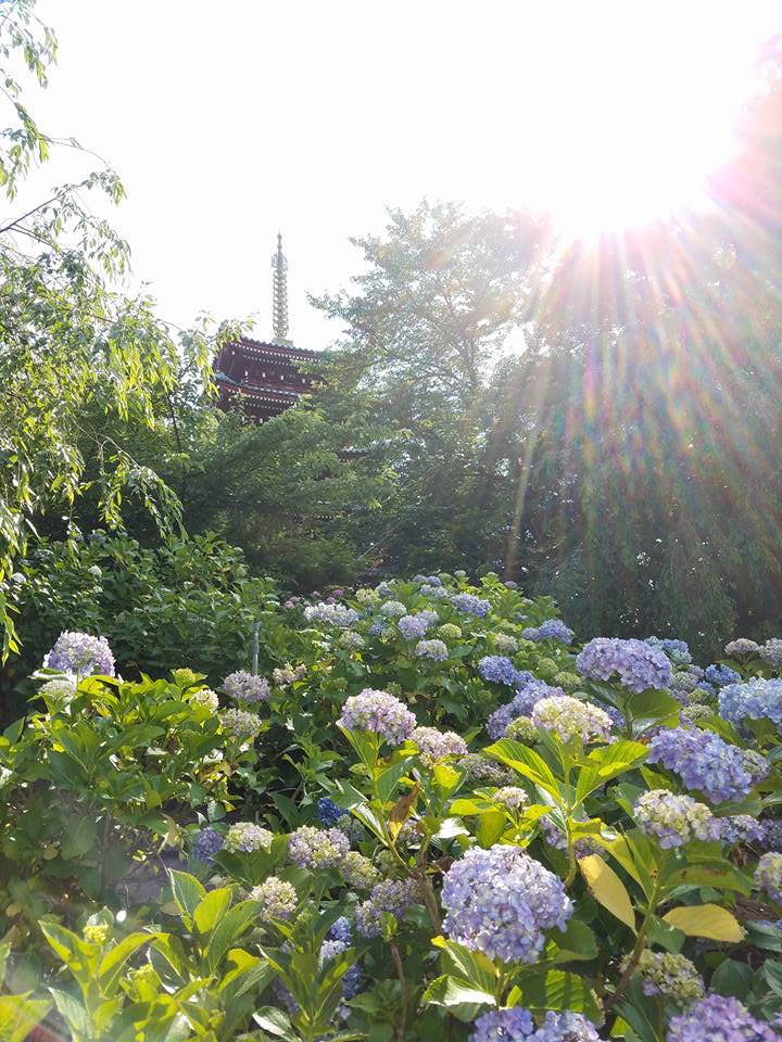 紫陽花と花菖蒲が楽しめる千葉県にある「あぢさい寺」へ