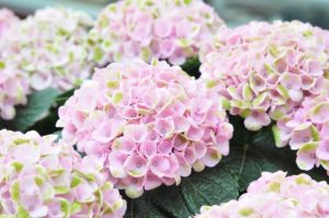 ６月１０日は紫陽花を飾りましょう